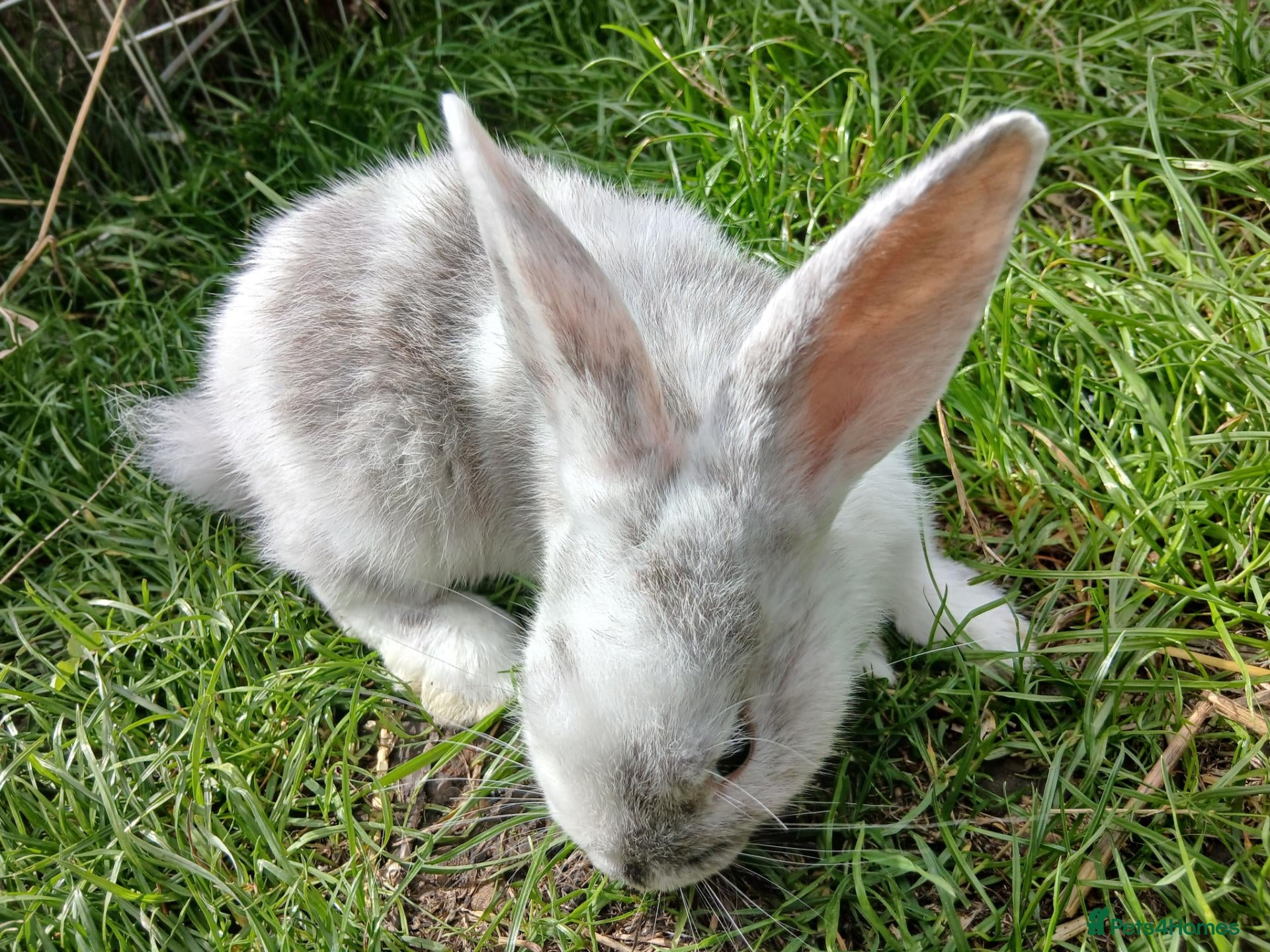 Mixed Breed rabbits Plush lop and plush lop cross babies  - Advert 13