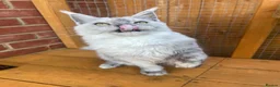 Maine Coon cats for sale: Kitten Maine Coon female black smoke  - Advert 6
