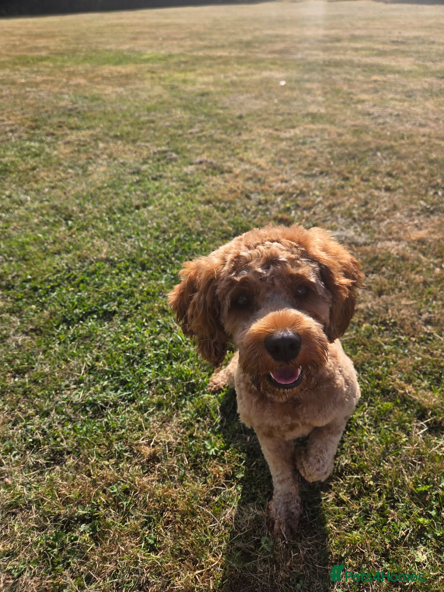 Cavapoo dogs For Stud. Teddy 1 year old Cavapoo - Advert 7