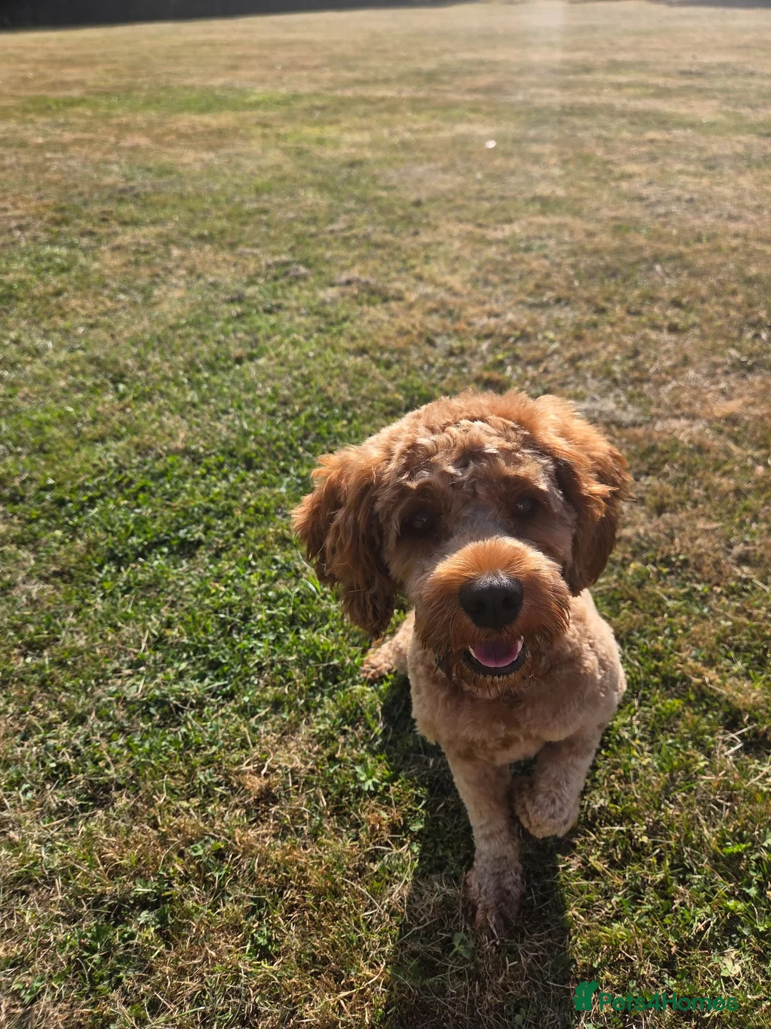 Cavapoo dogs for stud: For Stud. Teddy 1 year old Cavapoo - Advert 1