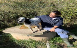 English Setter dogs for adoption: Rino  - Image 7