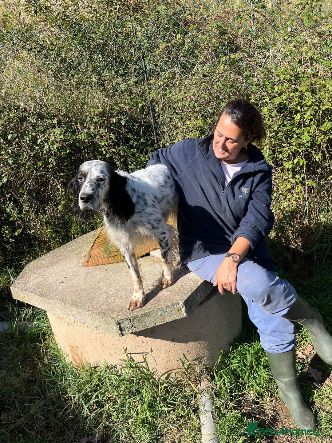 English Setter dogs for adoption: Rino  - Image 7