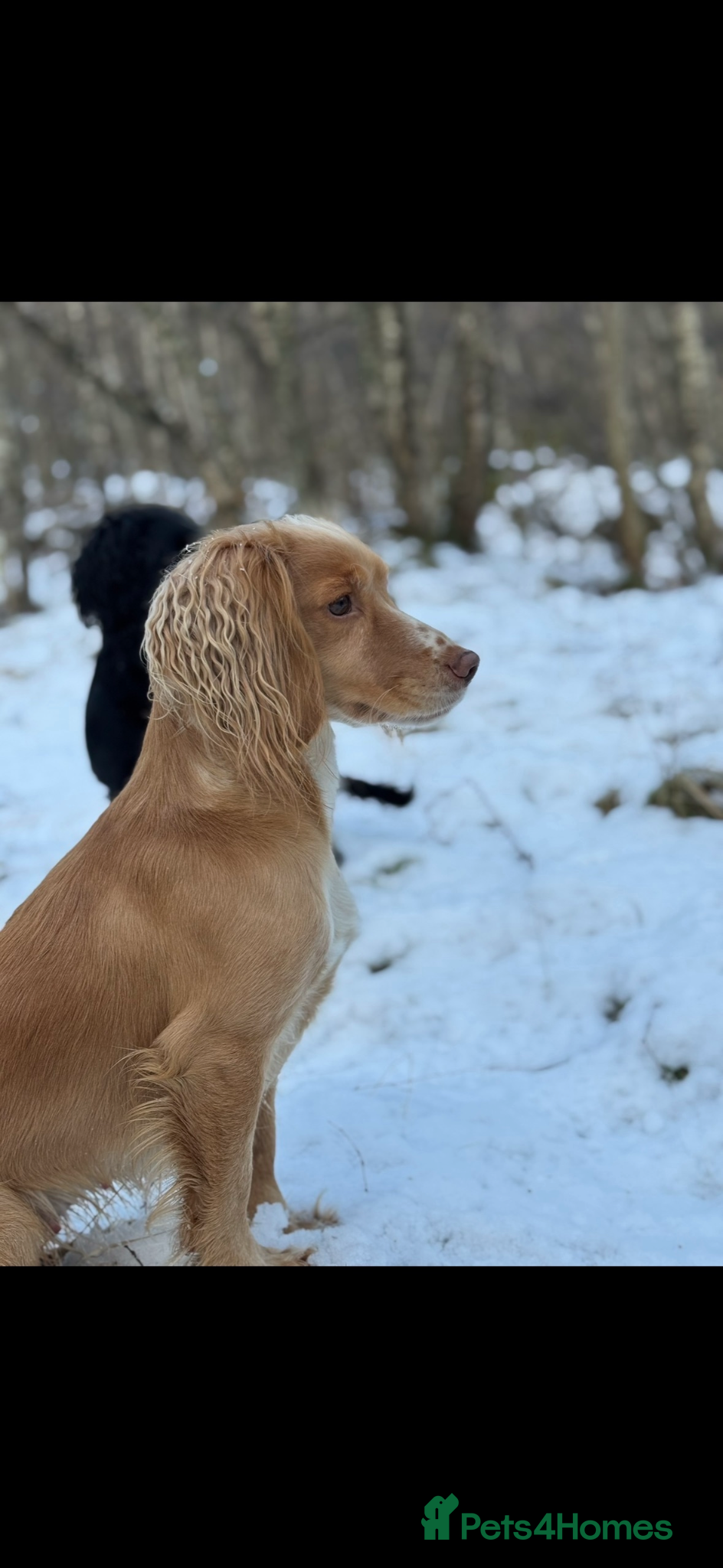 Cocker Spaniel dogs Stunning Working Cocker Spaniels - Advert 3