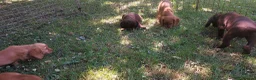 Cocker Spaniel dogs for sale: Kc health tested working cocker spaniel puppies - Advert 11