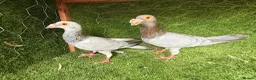 Pigeons birds for sale: Beautiful Quality Pigeons Healthy & Well Cared For - Advert 16