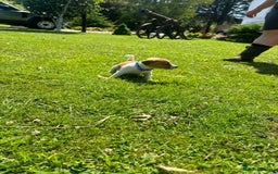 Jack Russell dogs for sale: Jack Russell Puppies - Litter of 7 - Image 9