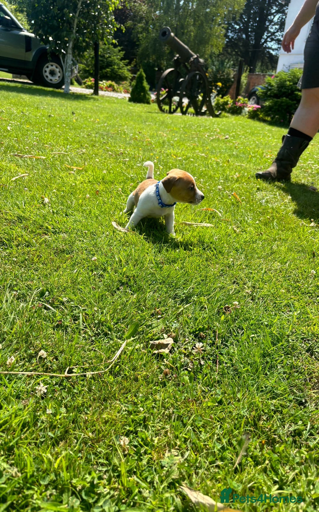 Jack Russell dogs for sale: Jack Russell Puppies - Litter of 7 - Image 9