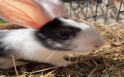 Dutch rabbits for sale: Rabbits ready to go now  - Image 11