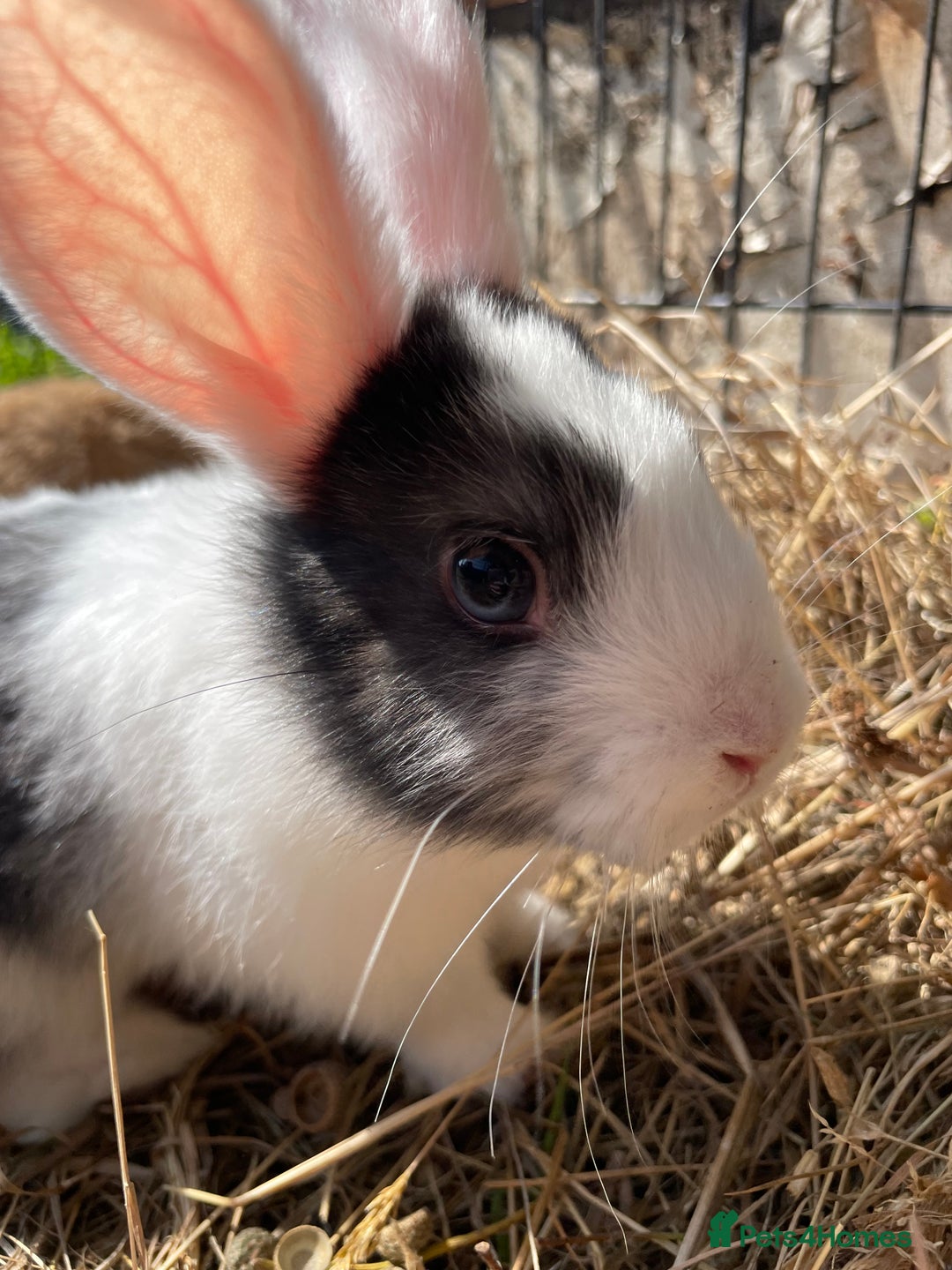 Dutch rabbits for sale: Rabbits ready to go now  - Image 11