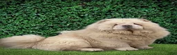 Chow Chow dogs for sale: 🧸Beautiful chow chow puppies 🧸 - Advert 17