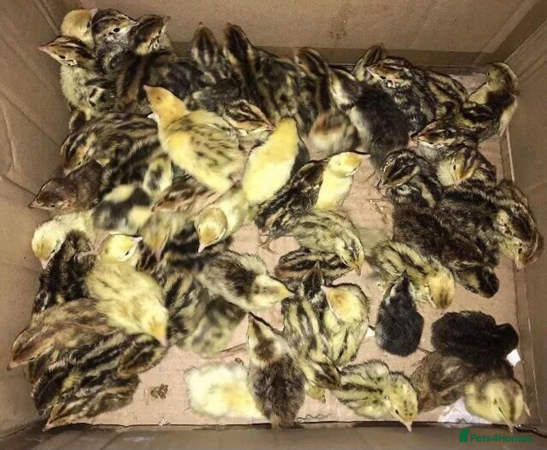 Quail poultry for sale: QUAIL HATCHING EGGS/1ST SEPTEMBER ! - Image 18