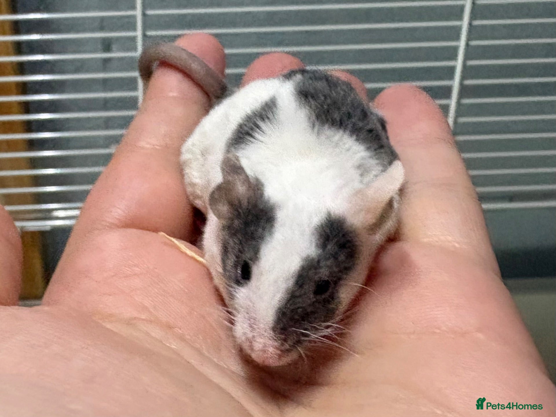 Mouse rodents Grey & white baby male mouse with cage for sale - Advert 5