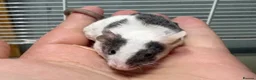 Mouse rodents for sale: Grey & white baby male mouse with cage for sale - Advert 1