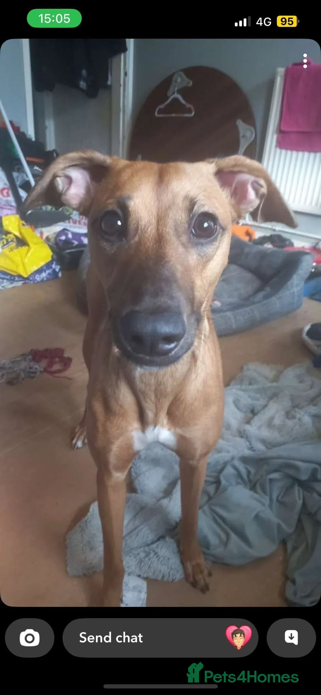 Lurcher dogs for sale: Female Lurcher - Advert 4