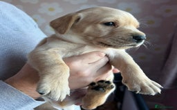 Labrador Retriever dogs for sale: 8 Beautiful Golden Labrador Puppies  - Advert 15