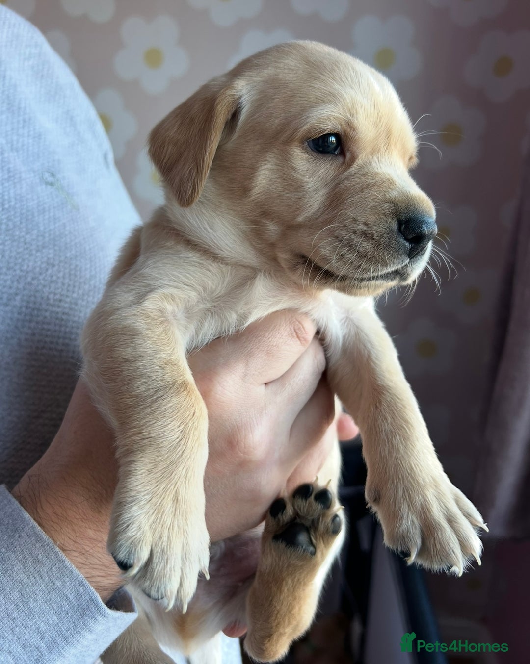Labrador Retriever dogs for sale: 8 Beautiful Golden Labrador Puppies  - Advert 15