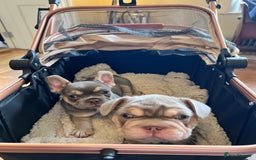 French Bulldog dogs for sale: Big Rope, Big Rope Fluffy & French Bullg - Advert 16