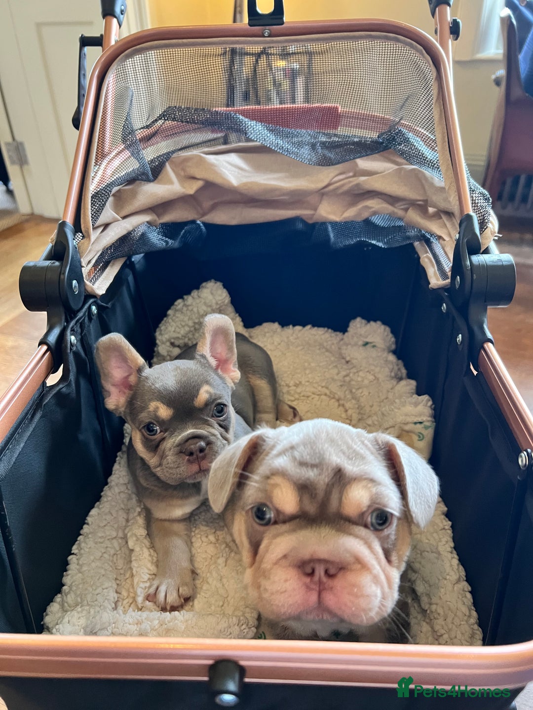 French Bulldog dogs for sale: Big Rope, Big Rope Fluffy & French Bullg - Advert 16