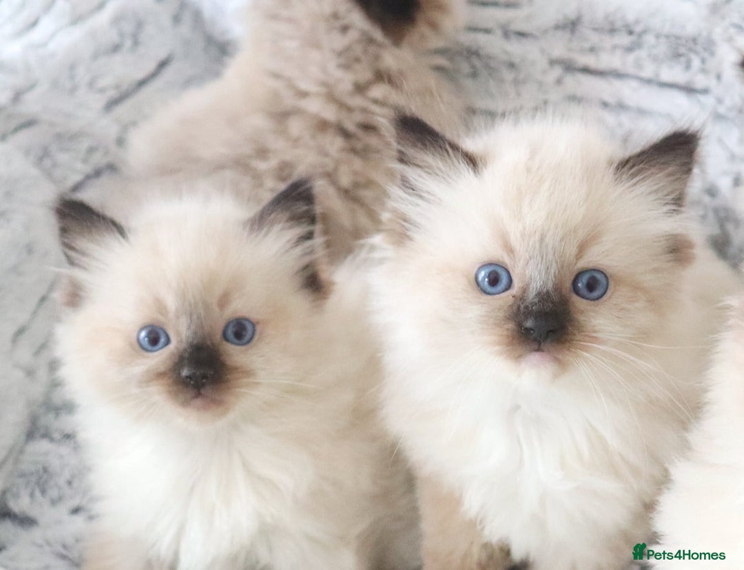 Ragdoll cats for sale: INDOOR FULL PEDIGREE RAGDOLL KITTENS - Image 18