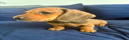 Miniature Dachshund dogs for sale: MINIATURE dachshund puppies UNIQUE fur patterns - Advert 23