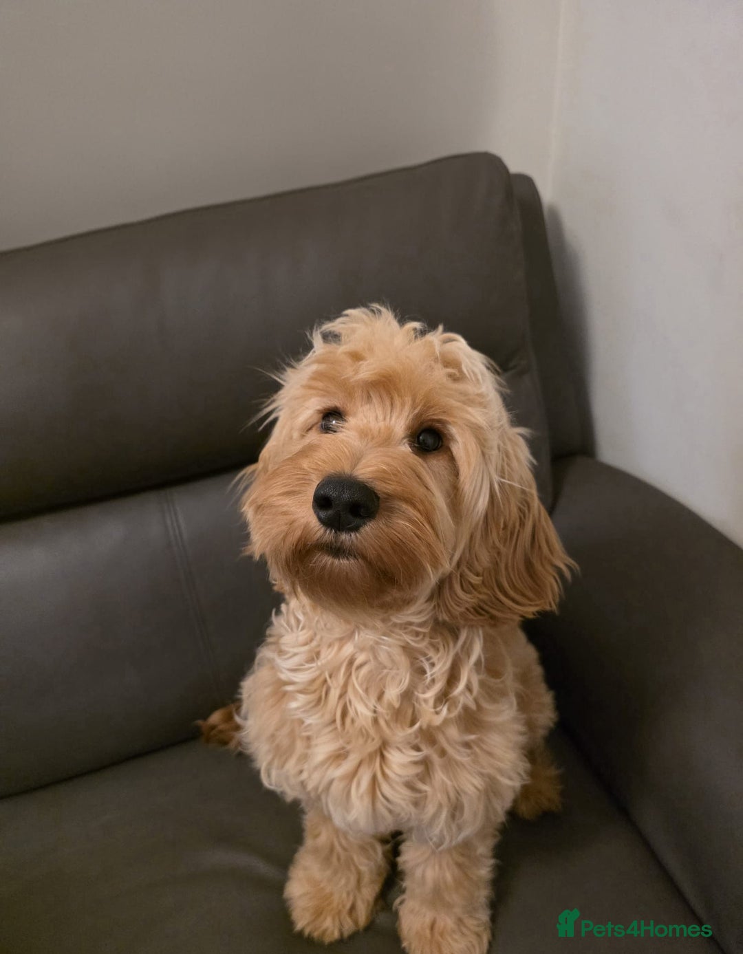 Cockapoo dogs for sale: Cockapoo - Advert 1