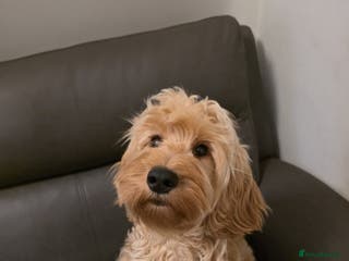 Cockapoo dogs Cockapoo - Advert 4