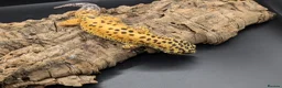 Leopard Gecko reptiles for sale: Adult leopard geckos - Advert 2