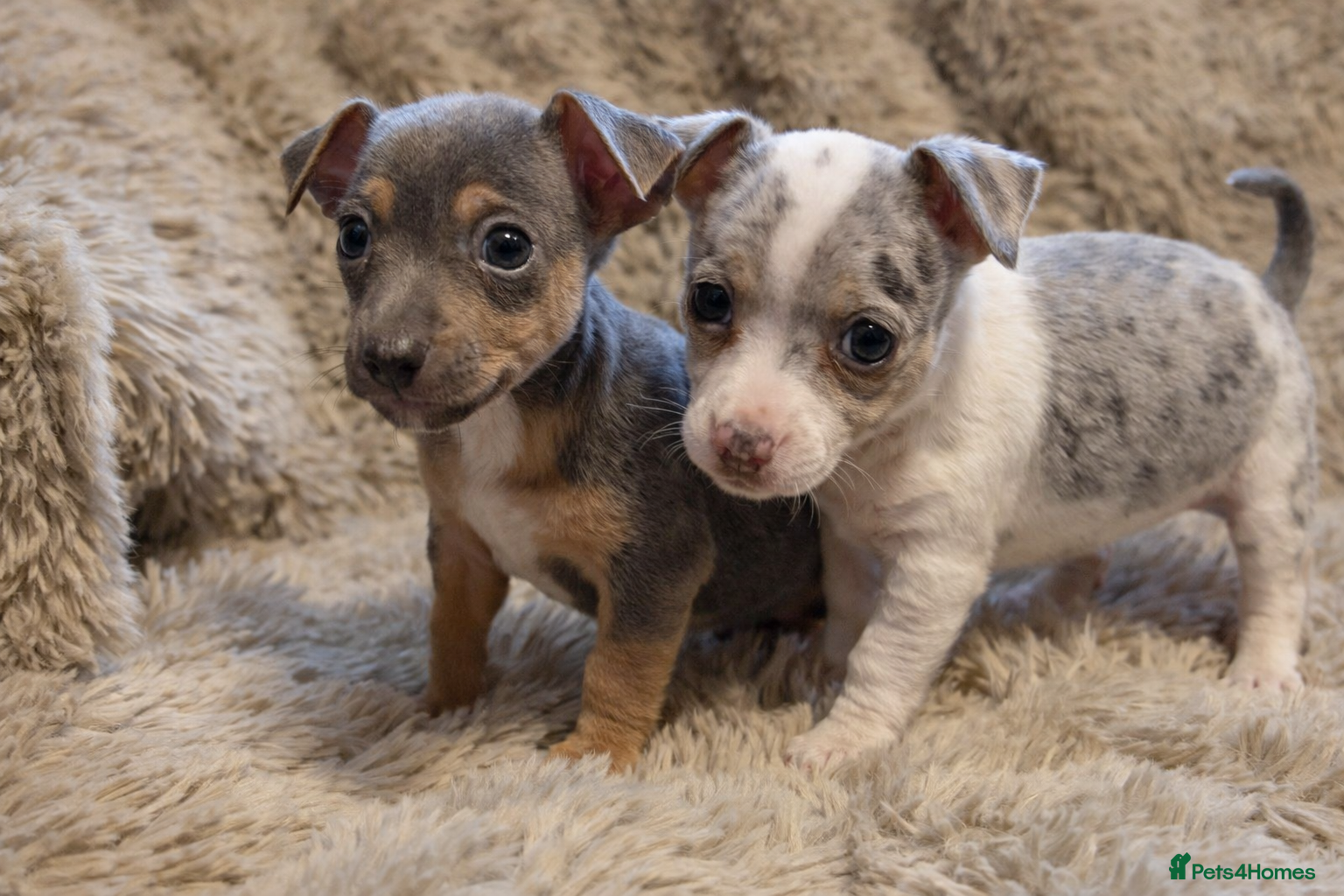 Jack Russell dogs Miniature Rare Coloured imported line JR babies  - Advert 3