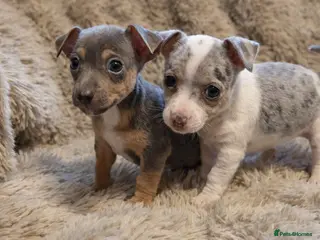 Jack Russell dogs Miniature Rare Coloured imported line JR babies - Advert 2