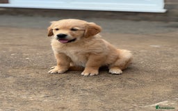 Golden Retriever dogs for sale: KC Registered Golden Retrievers puppies. - Image 14