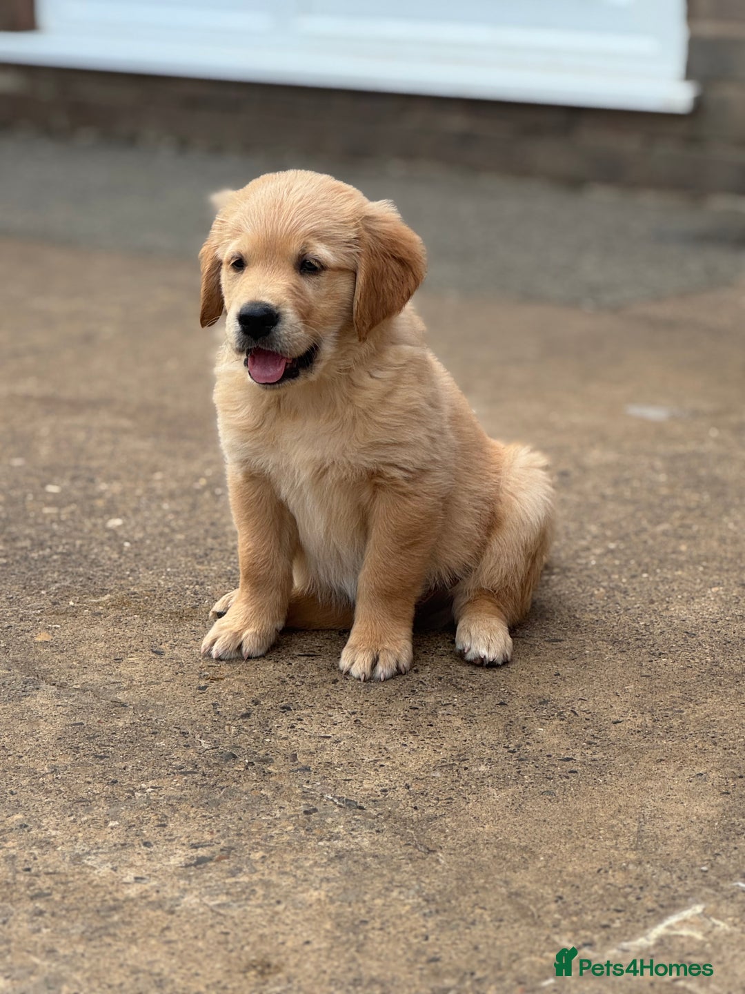 Golden Retriever dogs for sale: KC Registered Golden Retrievers puppies. - Image 14