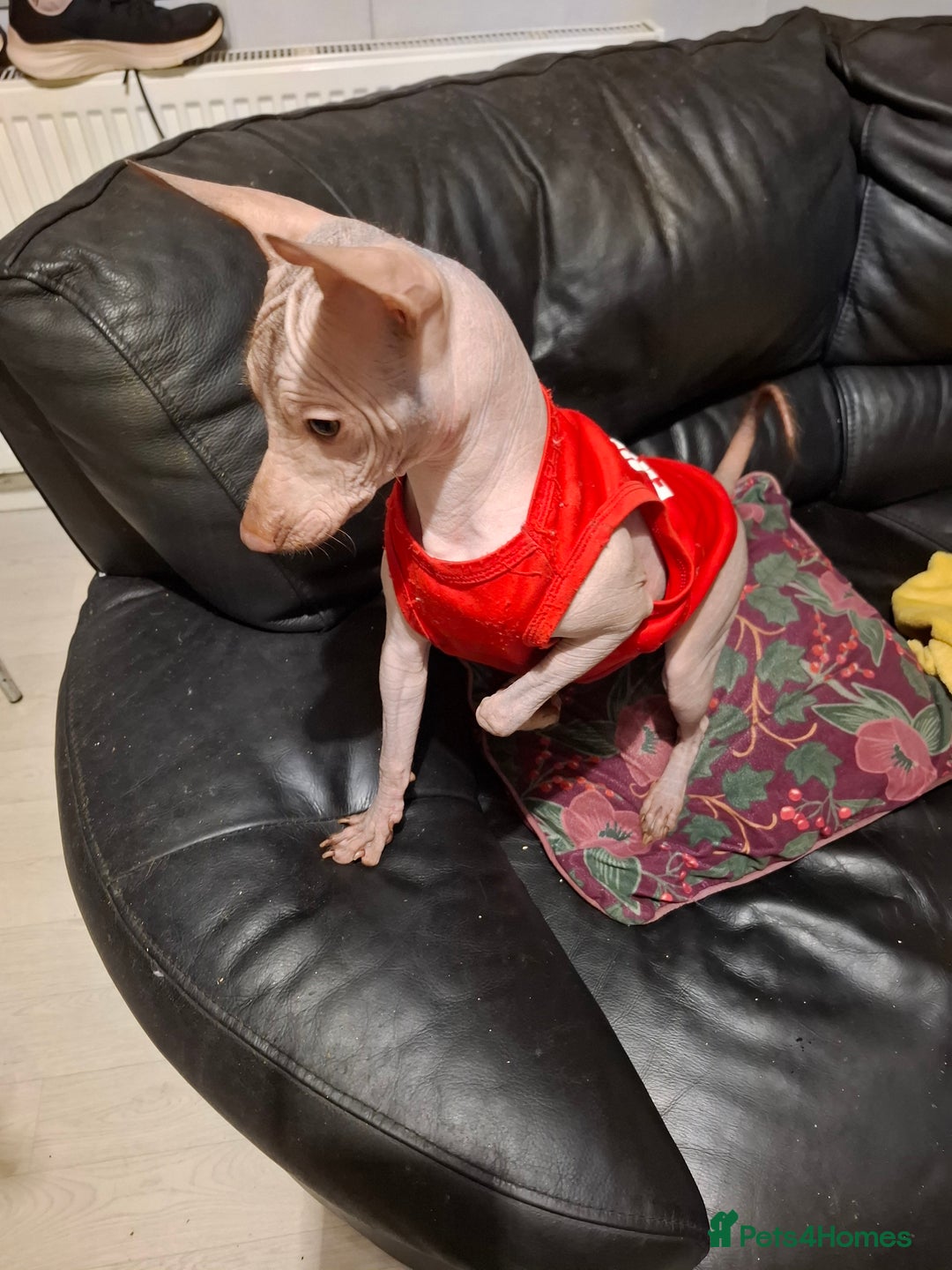 Mexican Hairless dogs for sale: Beautiful little boy 18week old - Advert 9