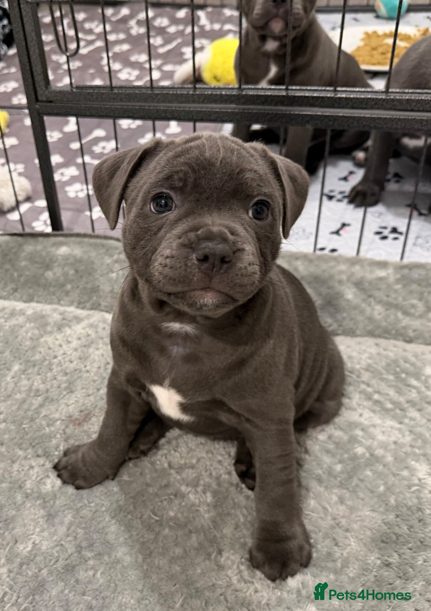 Staffordshire Bull Terrier dogs BEAUTIFUL BLUE STAFFORDSHIRE BULL TERRIER  - Advert 4