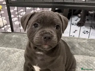 Staffordshire Bull Terrier dogs BEAUTIFUL BLUE STAFFORDSHIRE BULL TERRIER - Advert 4