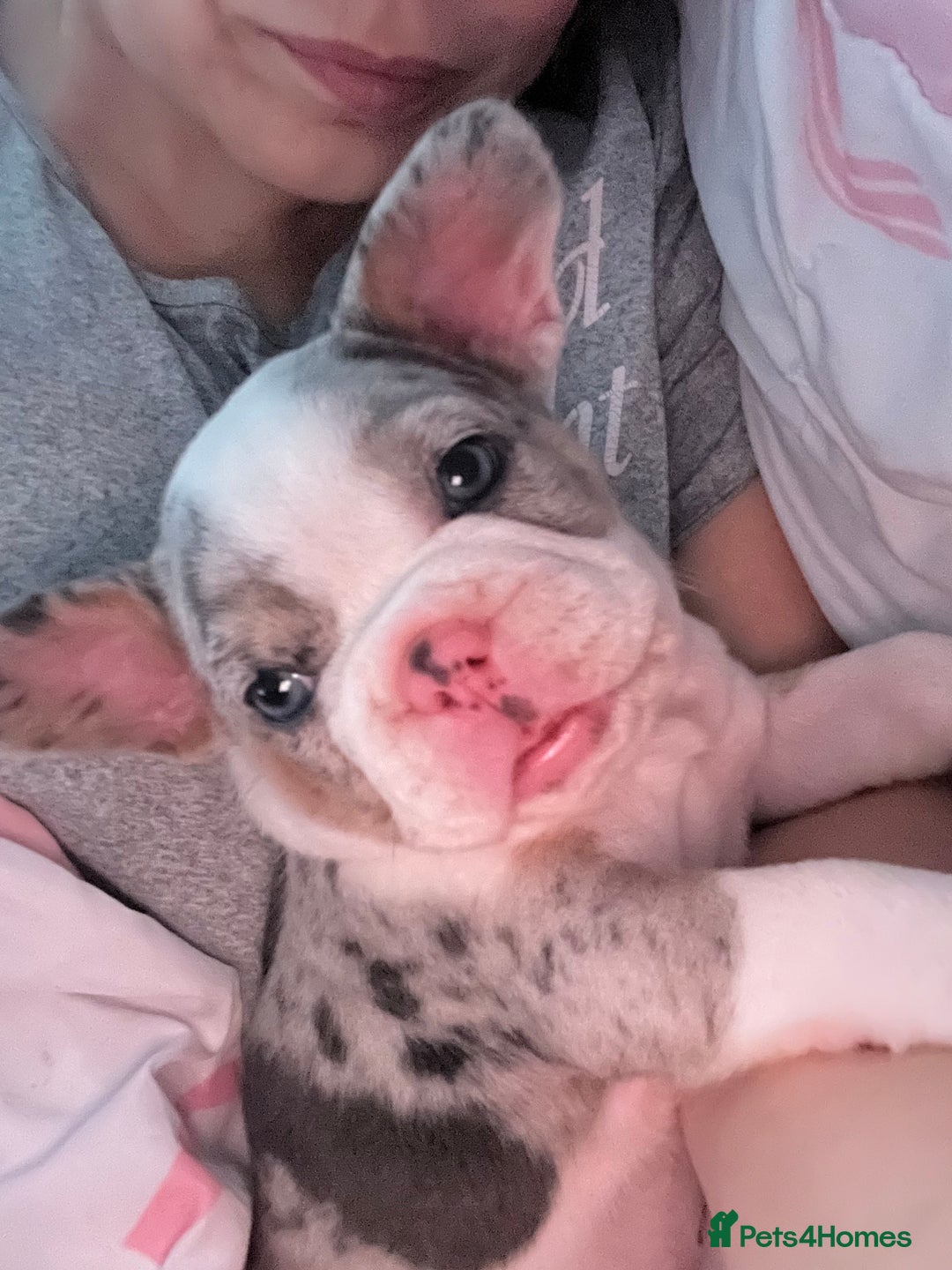 French Bulldog dogs for sale: Stunning Female Merle French Bulldog.  - Image 2