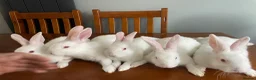 New Zealand rabbits for sale: New Zealand white rabbits  - Advert 3
