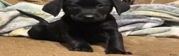 Labrador Retriever dogs for sale: Beautiful KC registered Labrador puppies  in Keighley - Advert 5