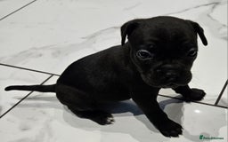Mixed Breed dogs for sale: French bull dog X Cane corso puppys  - Advert 6