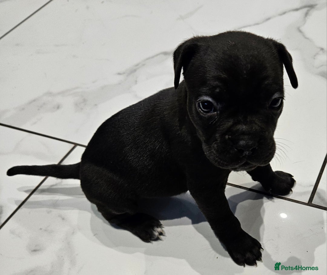 Mixed Breed dogs for sale: French bull dog X Cane corso puppys  - Advert 6