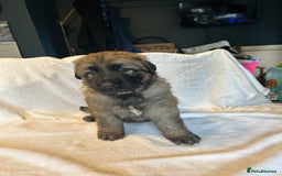 German Shepherd dogs for sale: KC Long Coated German Shepherd Puppies  - Image 5