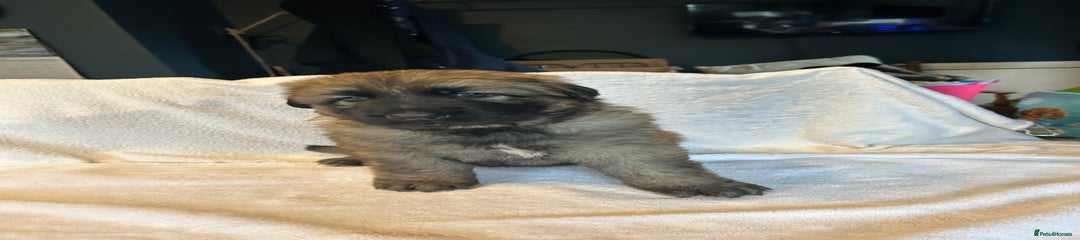 German Shepherd Puppy 5