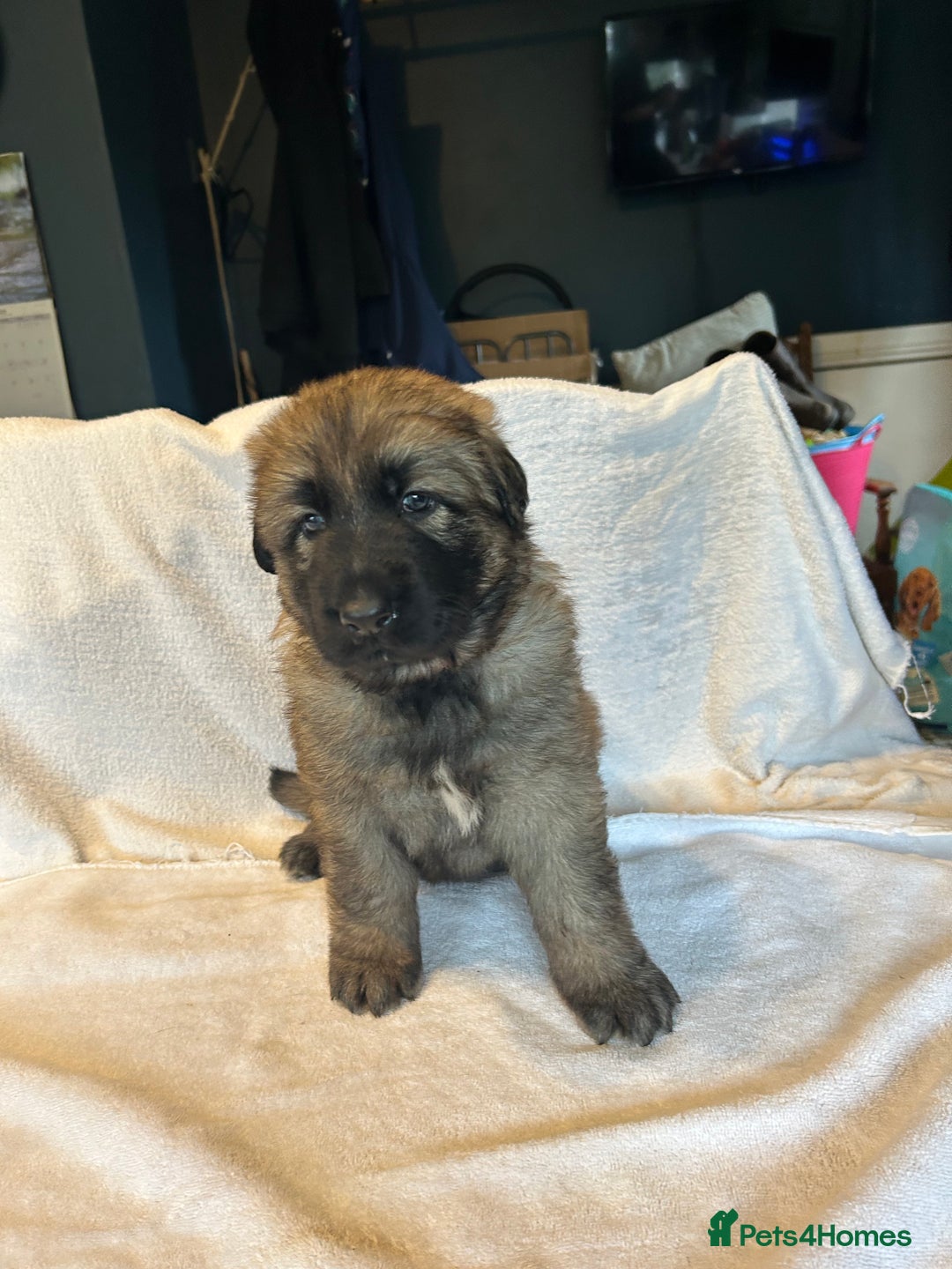 German Shepherd dogs for sale: KC Long Coated German Shepherd Puppies  - Image 5