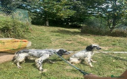 English Setter dogs for adoption: Floss - Image 9