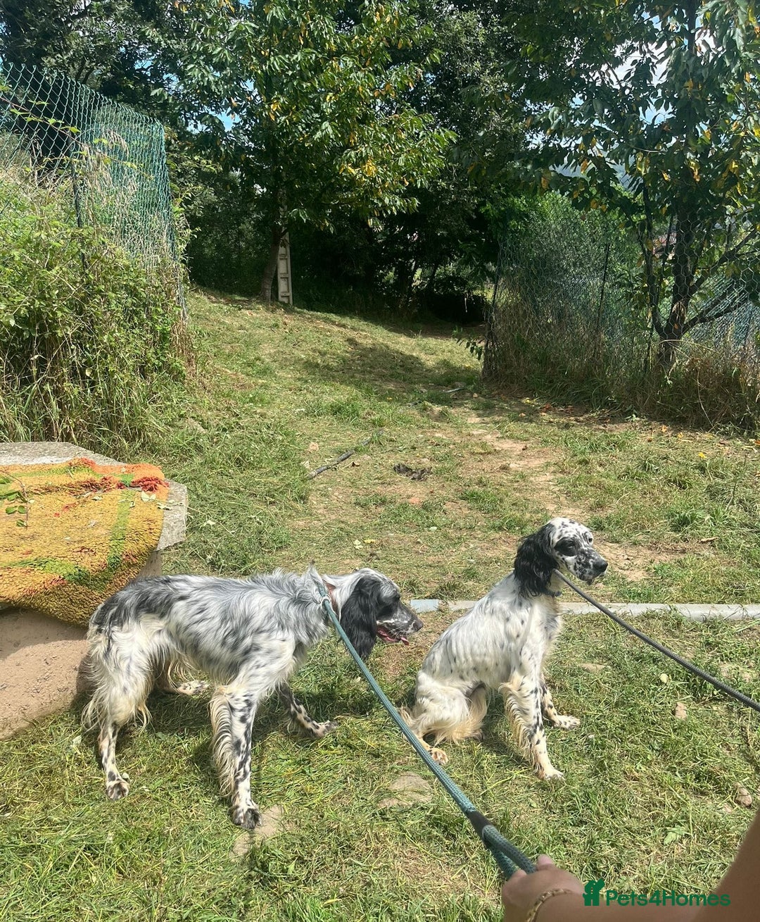 English Setter dogs for adoption: Floss - Image 9