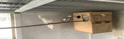 Cockatiels birds for sale:  2026 Young cockatiels, Plus breeding pair - Advert 14