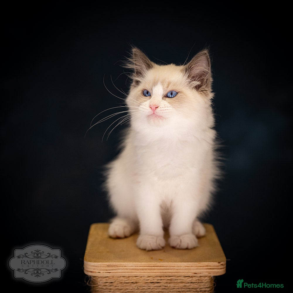 Ragdoll cats Ragdoll Bicolor Kitten Boy LPCC - Advert 18