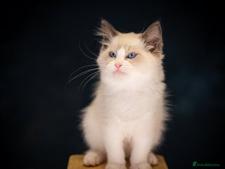 Ragdoll cats Ragdoll Bicolor Kitten Boy LPCC - Advert 18