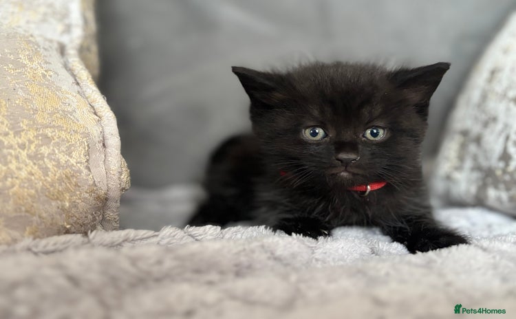 Maine Coon cats - Advert 5
