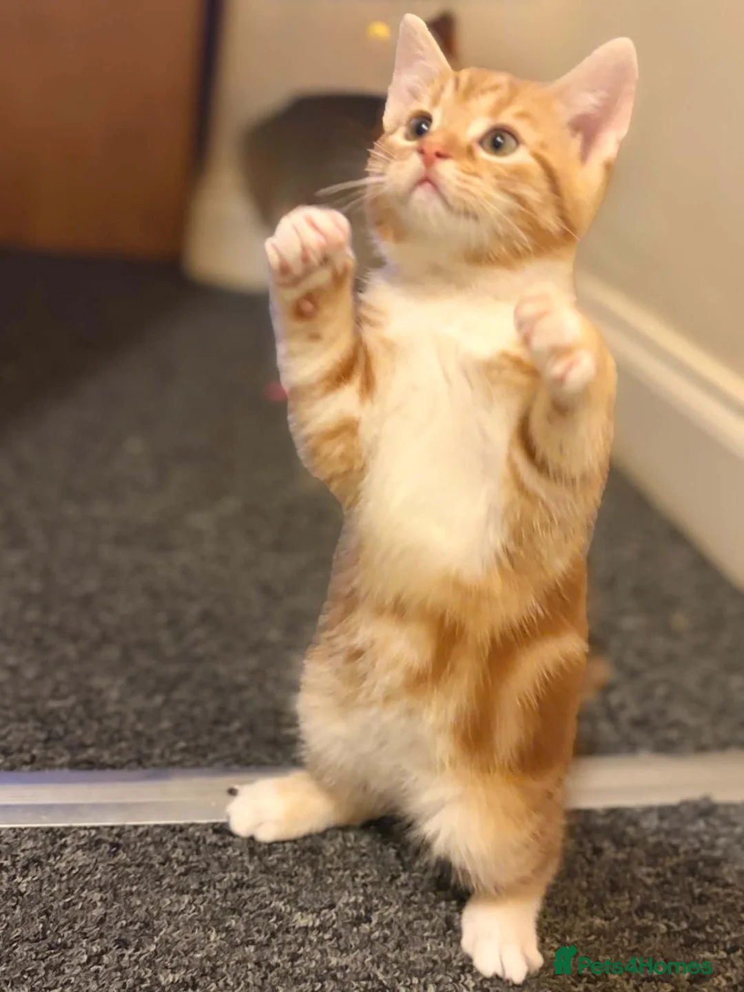 Mixed Breed cats for sale: Stunning British Shorthair Mix Kittens 🐾✨ - Advert 2