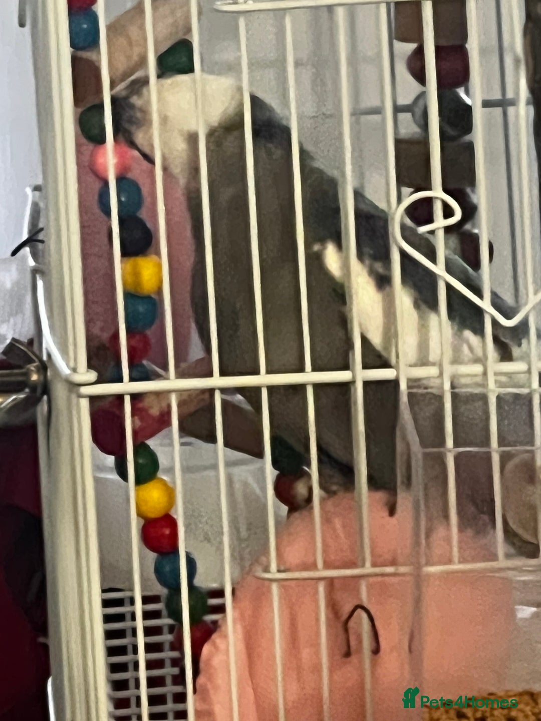 Cockatiels birds for sale: Cockatiel White Face Grey Male - Advert 7